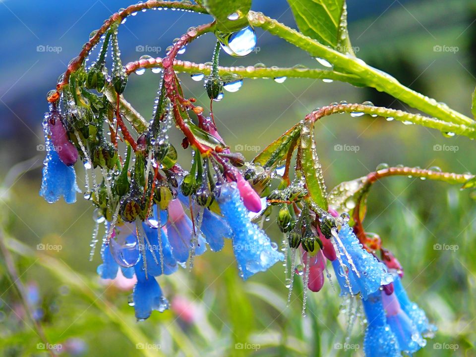 Raindrops and flowers