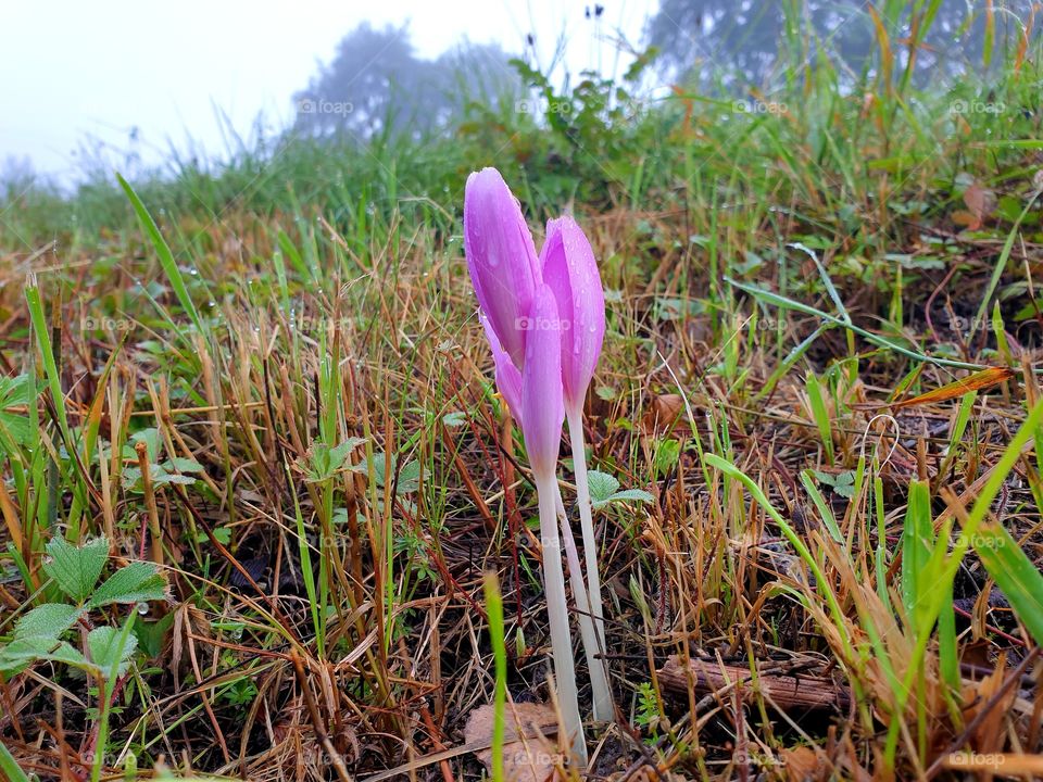 The last three episodes