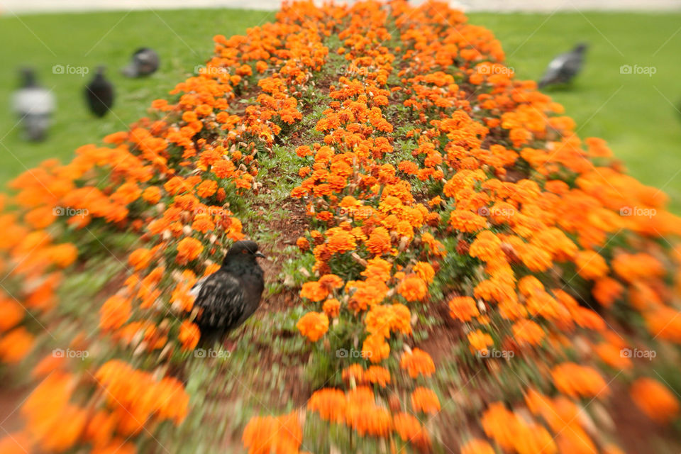 flowers garden orange pigeons by slowrivers