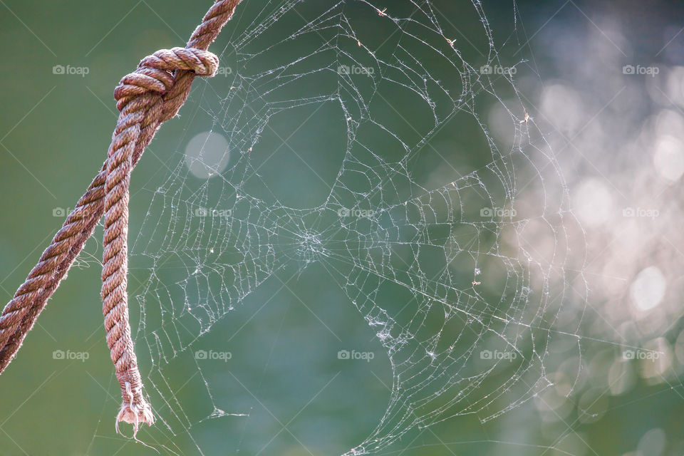 Spider web on rope