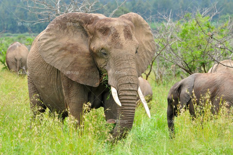 safari South Africa, Elephant