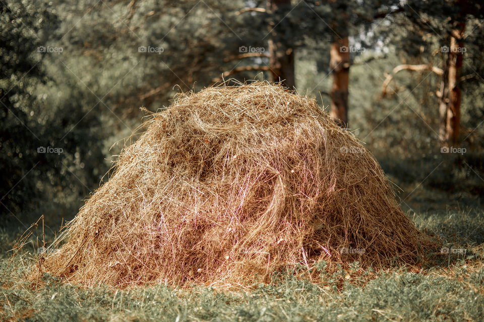 Hay stack at summer day