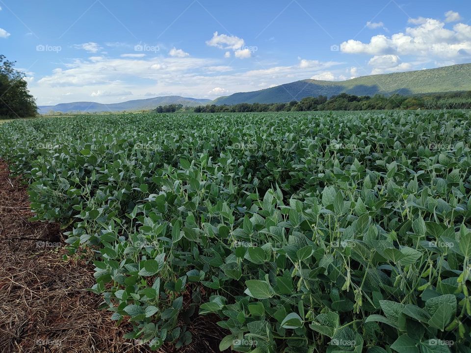Soybean Field