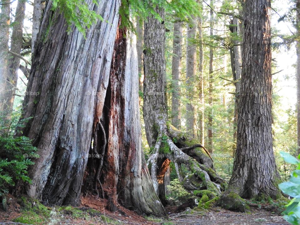 Forest Vancouver Island
