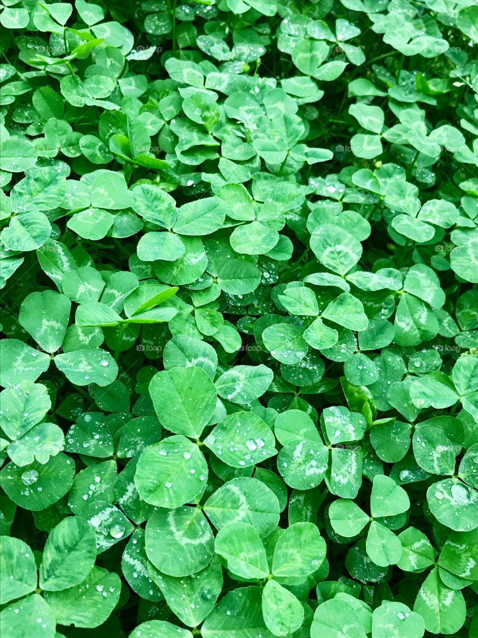 Leaf, Clover, Flora, Growth, Garden