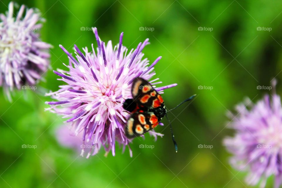 Butterfly on a wild flower