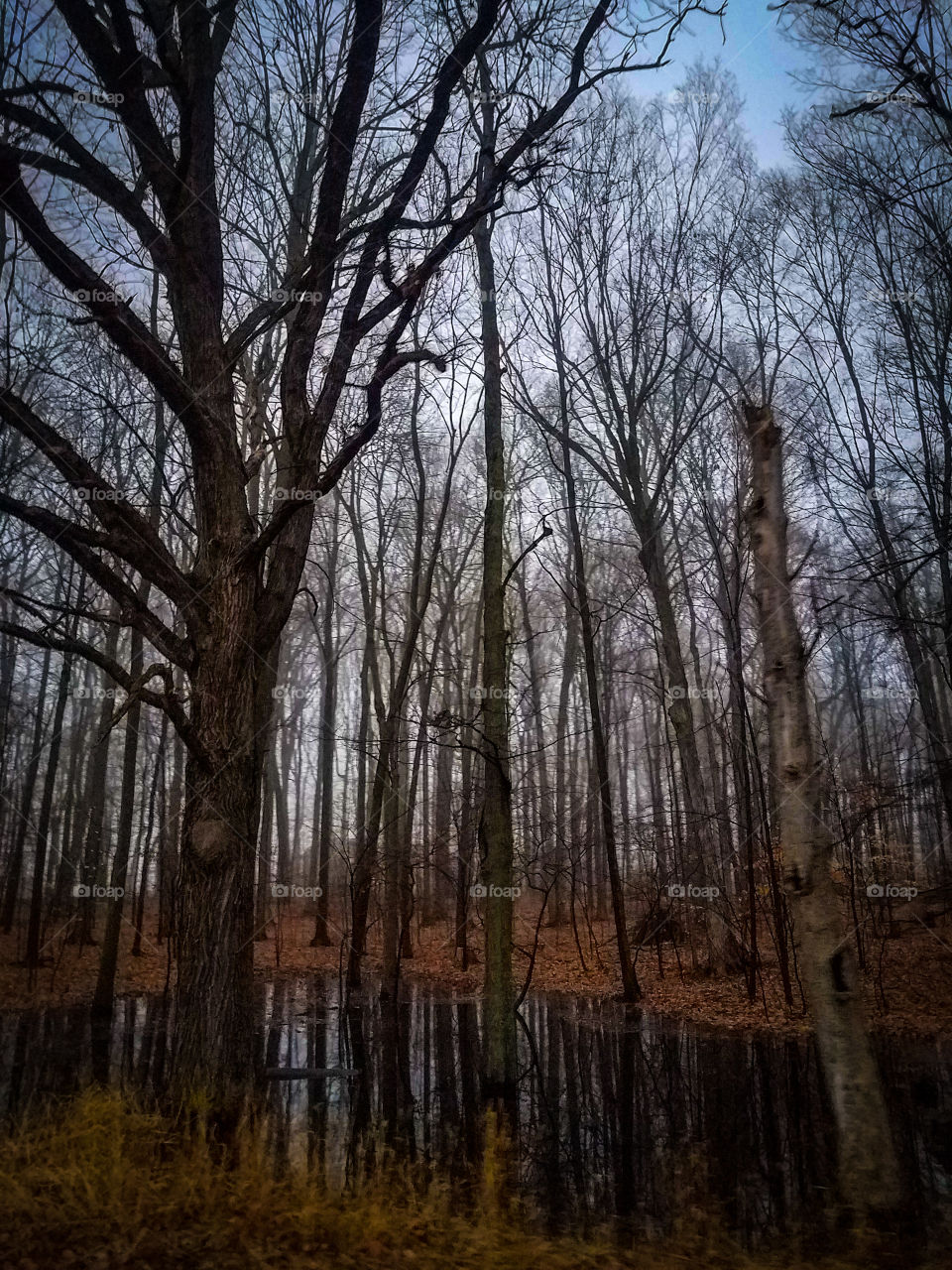 No Snow January in Michigan