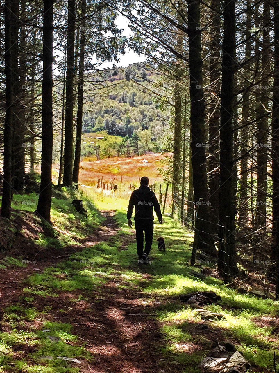 Walking the dog in a forrest. 