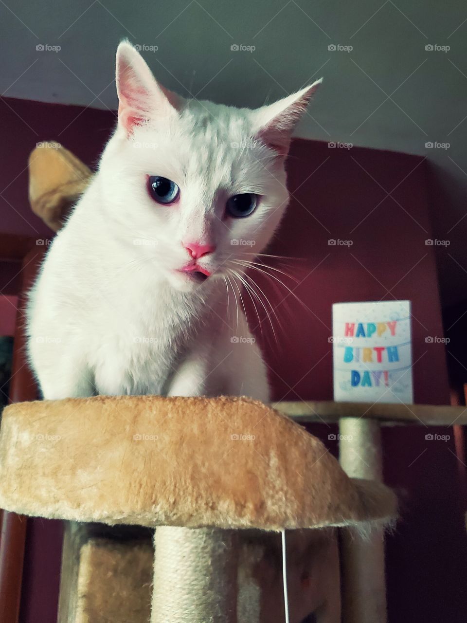 a Happy Birthday funny cat
