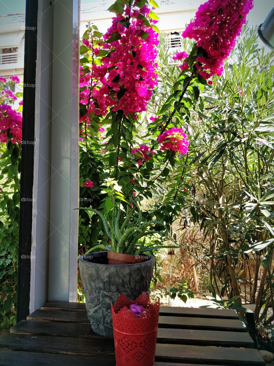 Pink flowers in the pot in the table