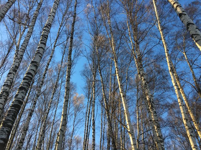 Noginsk 
