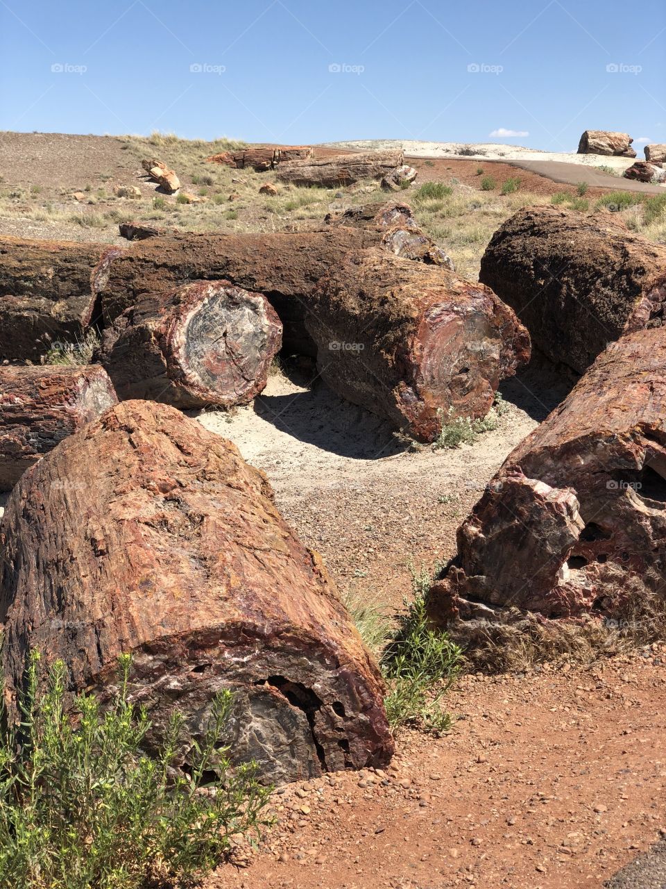 Petrified Forest