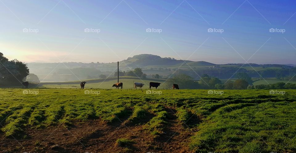 Devon Farmland