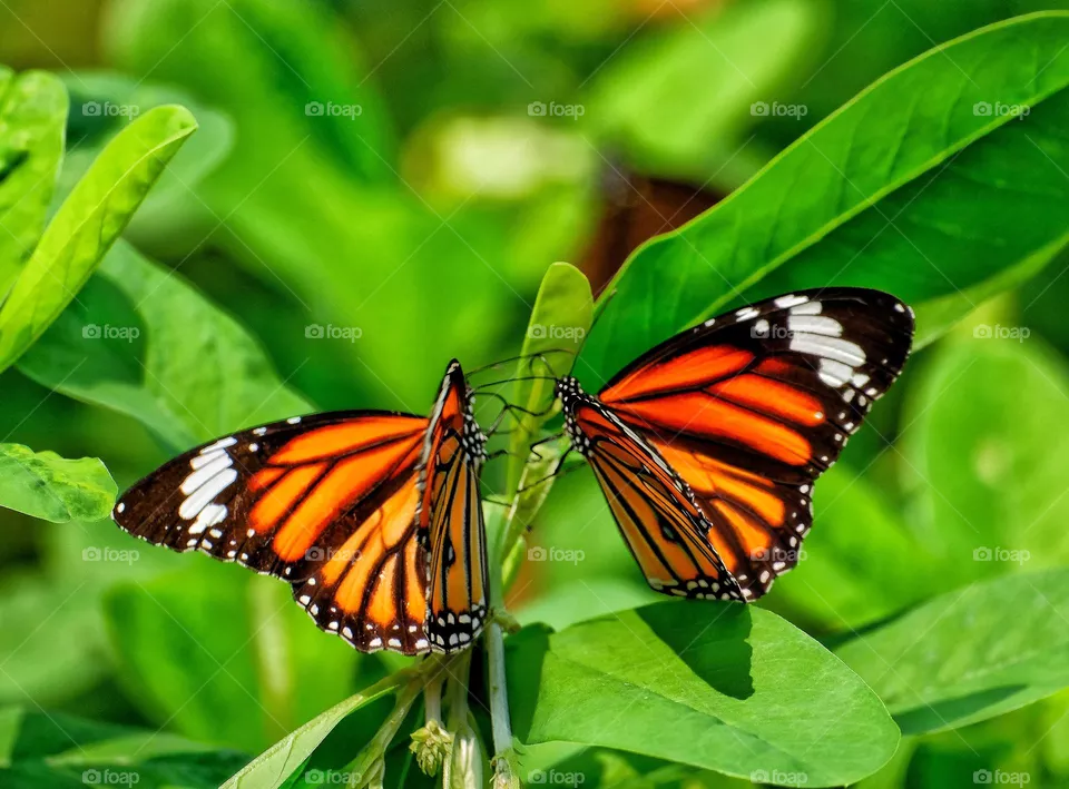 two into one butterfly