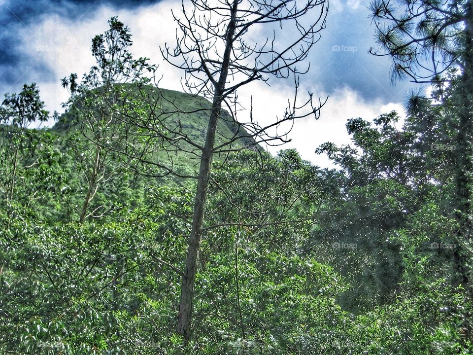 Nature. Lantau Island