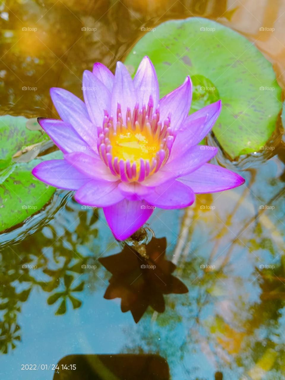 water lilly flower beautiful naturel in pond one flower