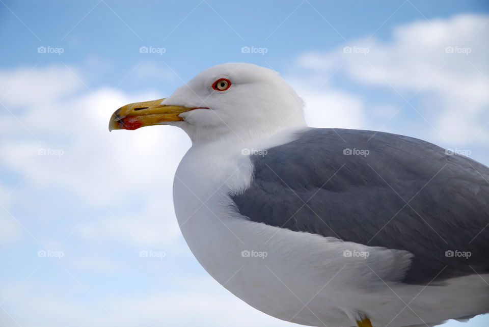 Close-up of seagull