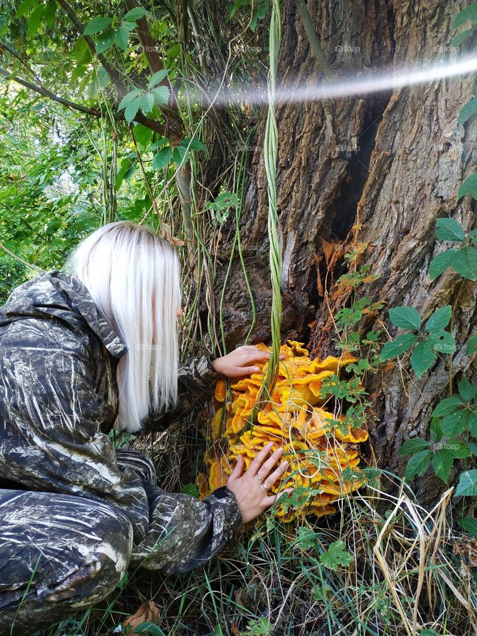 Laetiporus sulphureus mushrooms, bracket fungus growing on the tree. Fungi grows on tree. Yellow, orange crab-of-the-woods, sulphur polypore, sulphur shelf, chicken-of-the-woods. Good luck huge wild mushrooms findings. Blonde hair fungi girl