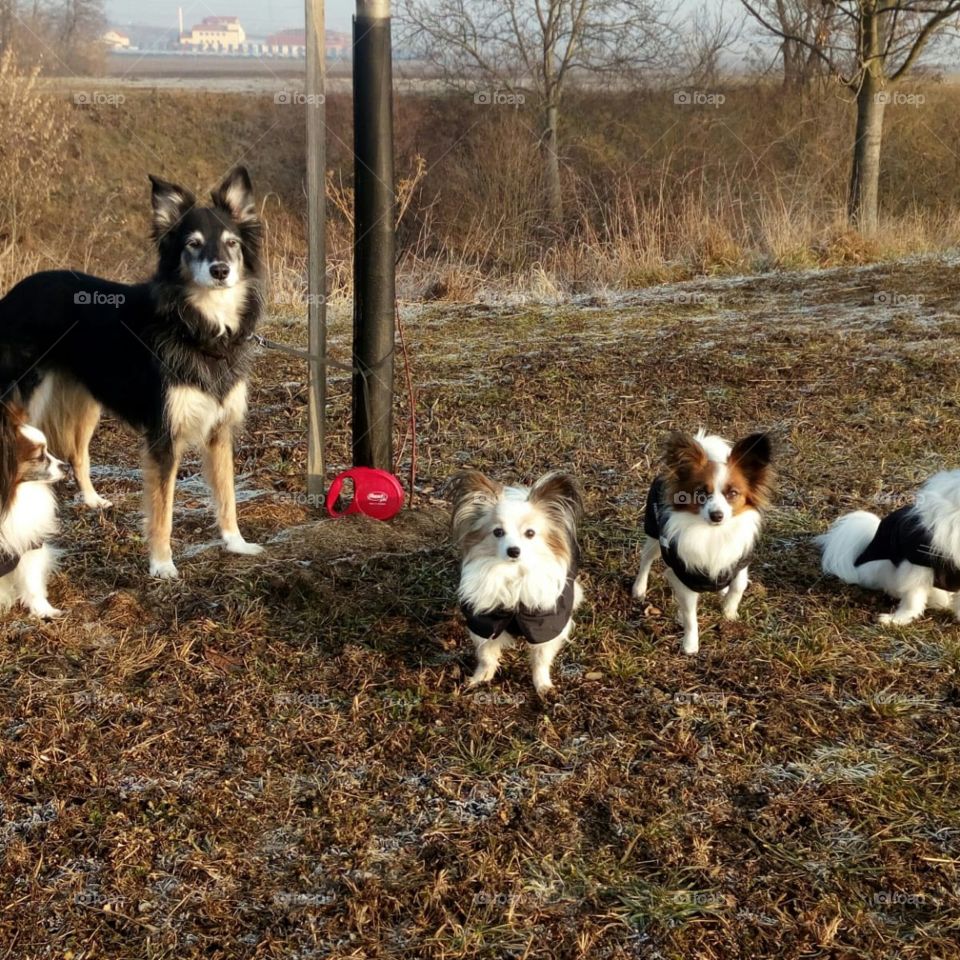 La nostra cucciola in compagnia