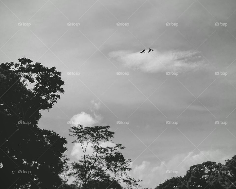 Crimson macaws, Copan