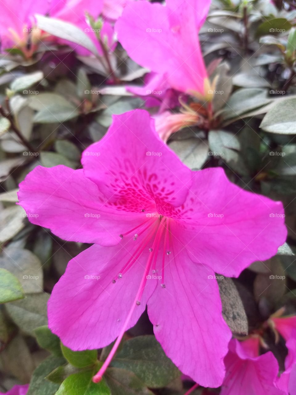 pink Flower