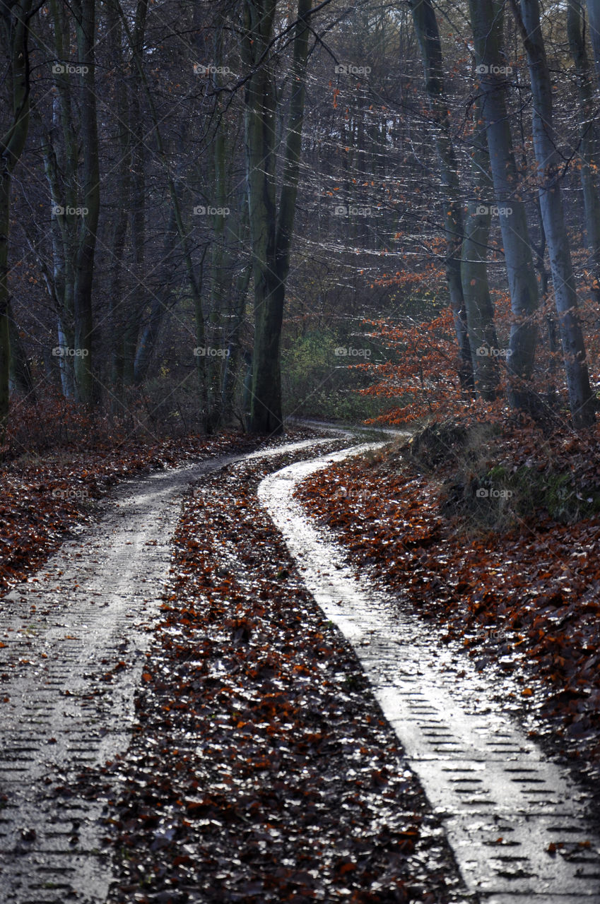 Forest after the rain 