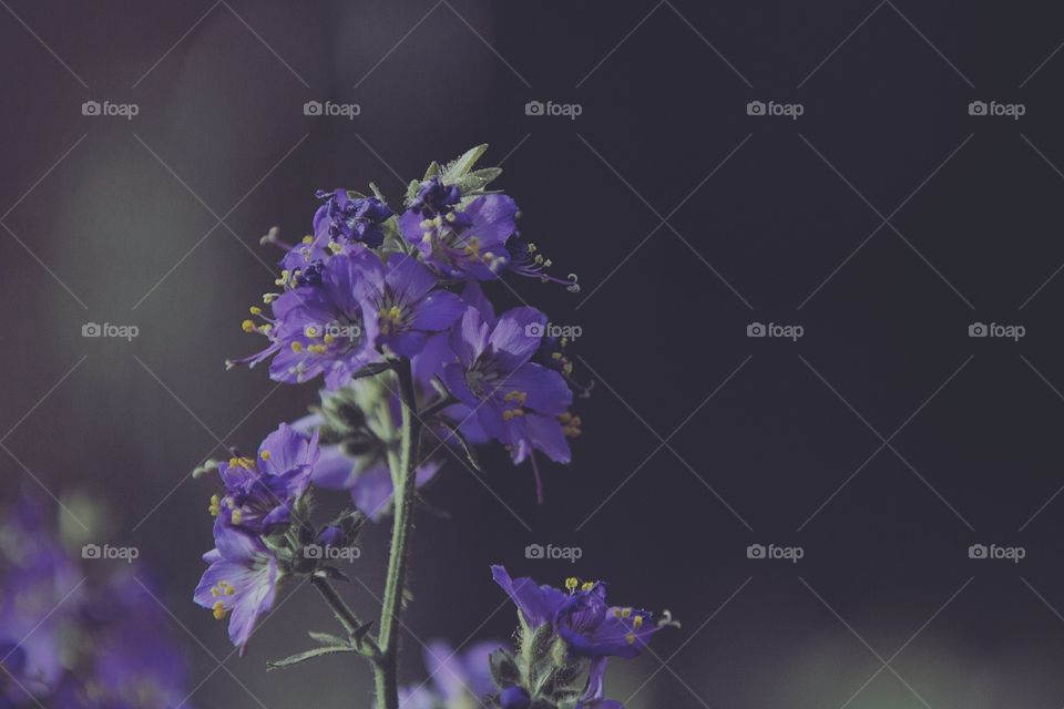 Bundle of purple flowers