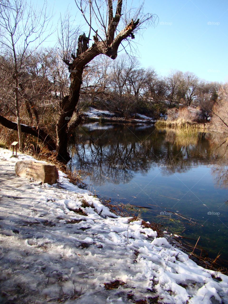 Winter at the duck pond