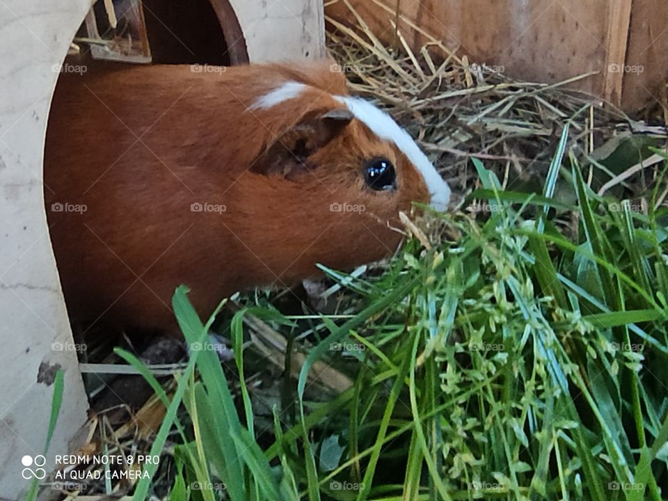 Meerschweinchen Bock beim futtern