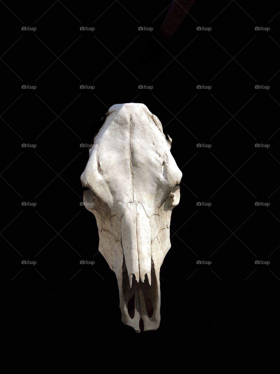 White Horse skull 
