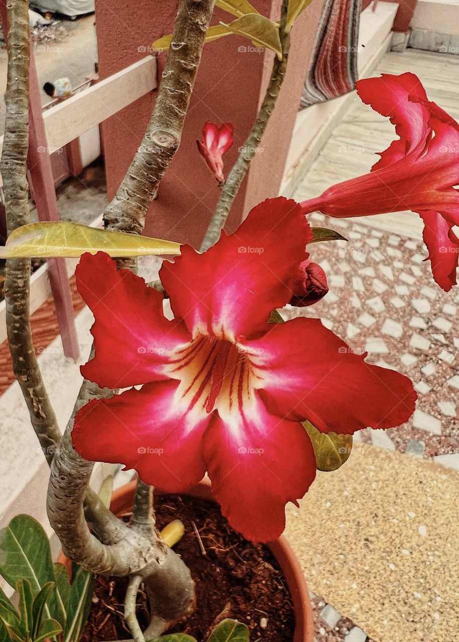 Red flowering plant