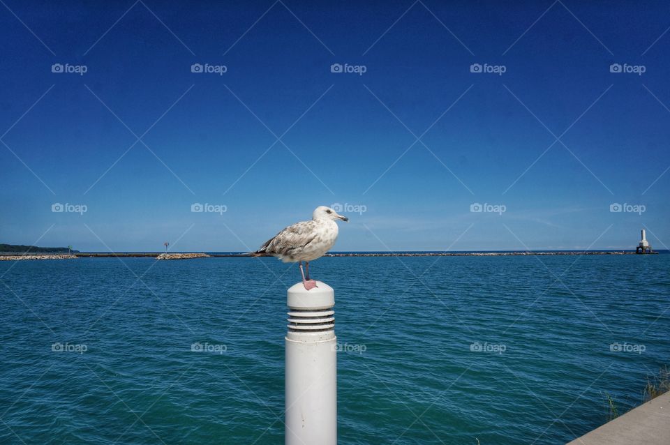 Sea Bird. Seagull on a Post