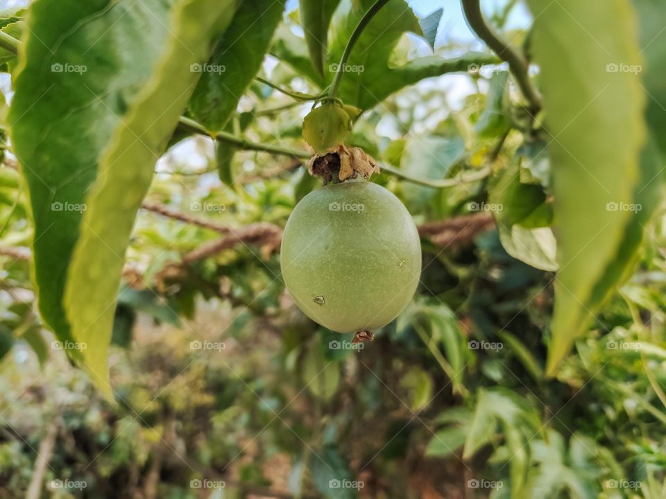 A single passion fruit weathering the dry season