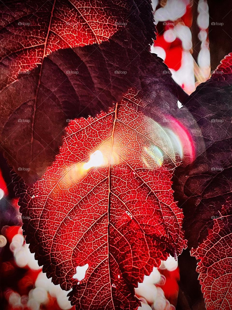 Red Leaves with Flare