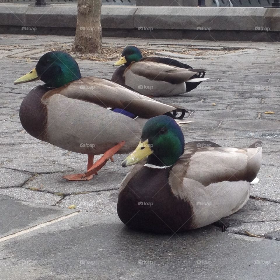 Mallard ducks 