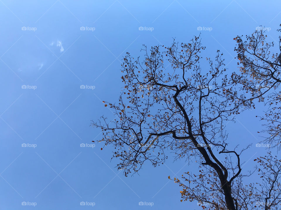 beautiful structure of dried big tree at the right side of frame with bright blue summer sky on background in Tokyo, Japan