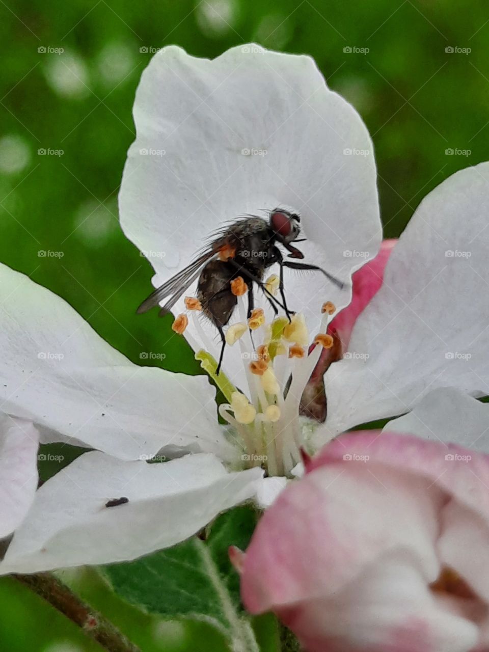 a fly on open apple flower - close-up