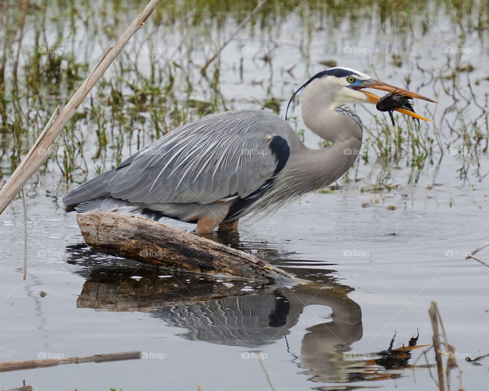 Blue Heron catches fish with reflection