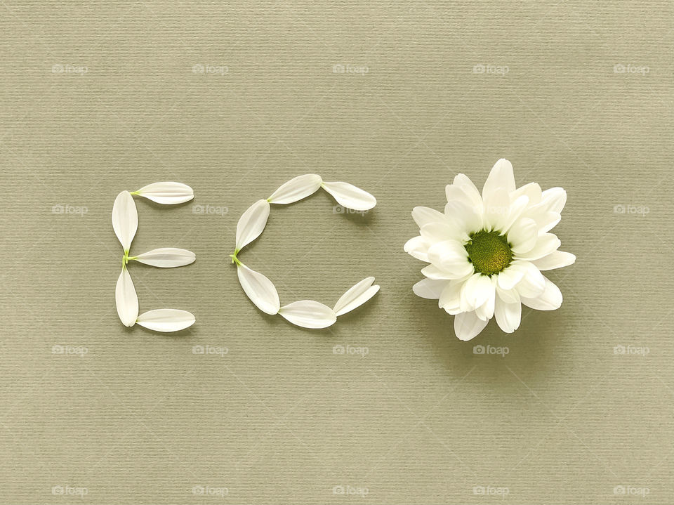 Word Eco with white petal letters, chrysanthemum on green