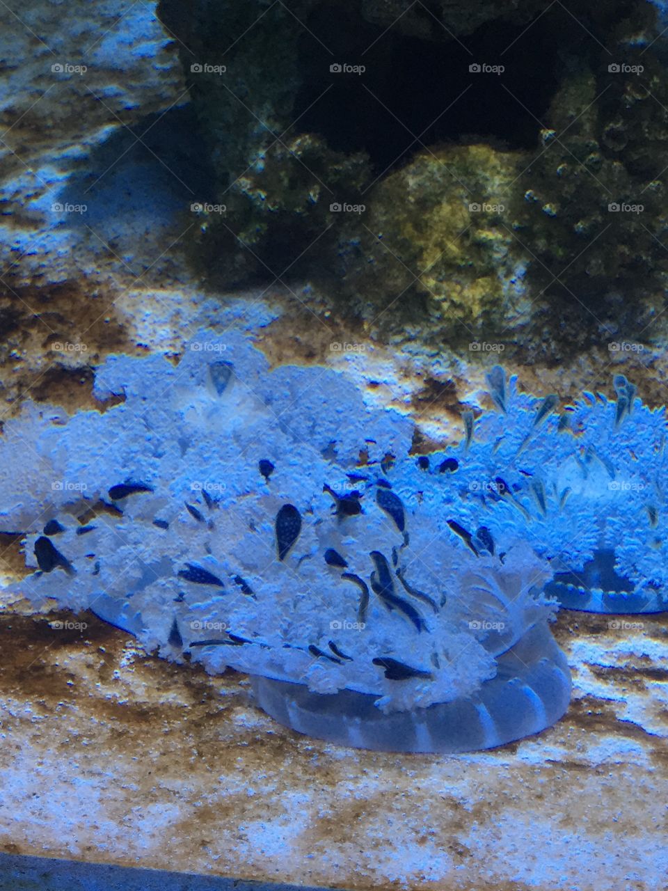 Carpet jellies 