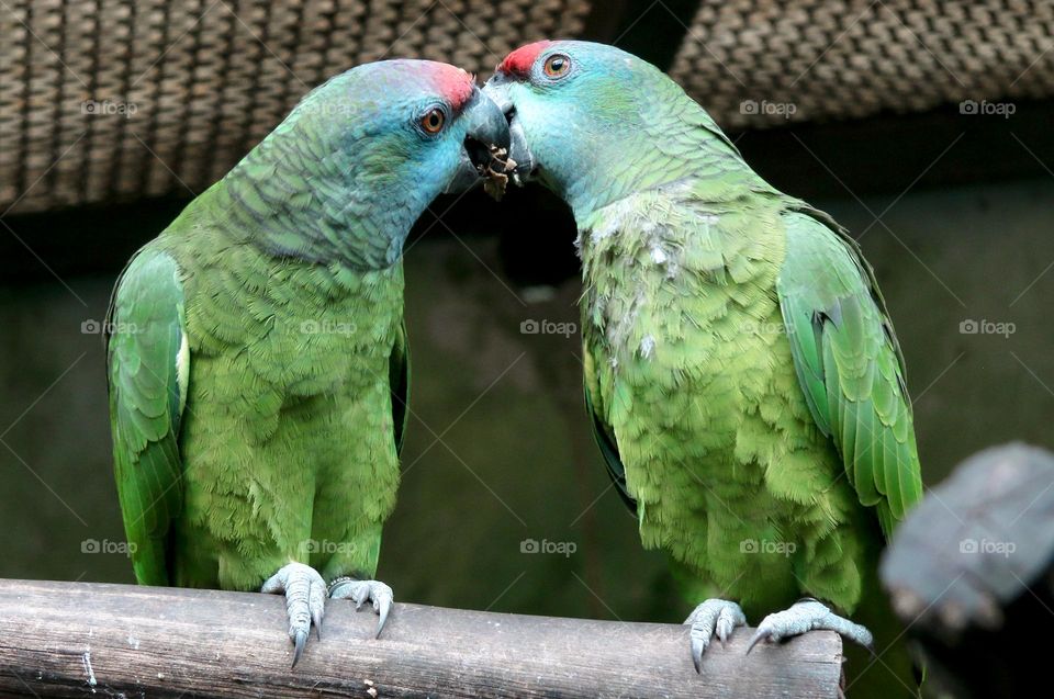 it takes nothing away from a human to be kind to an animal