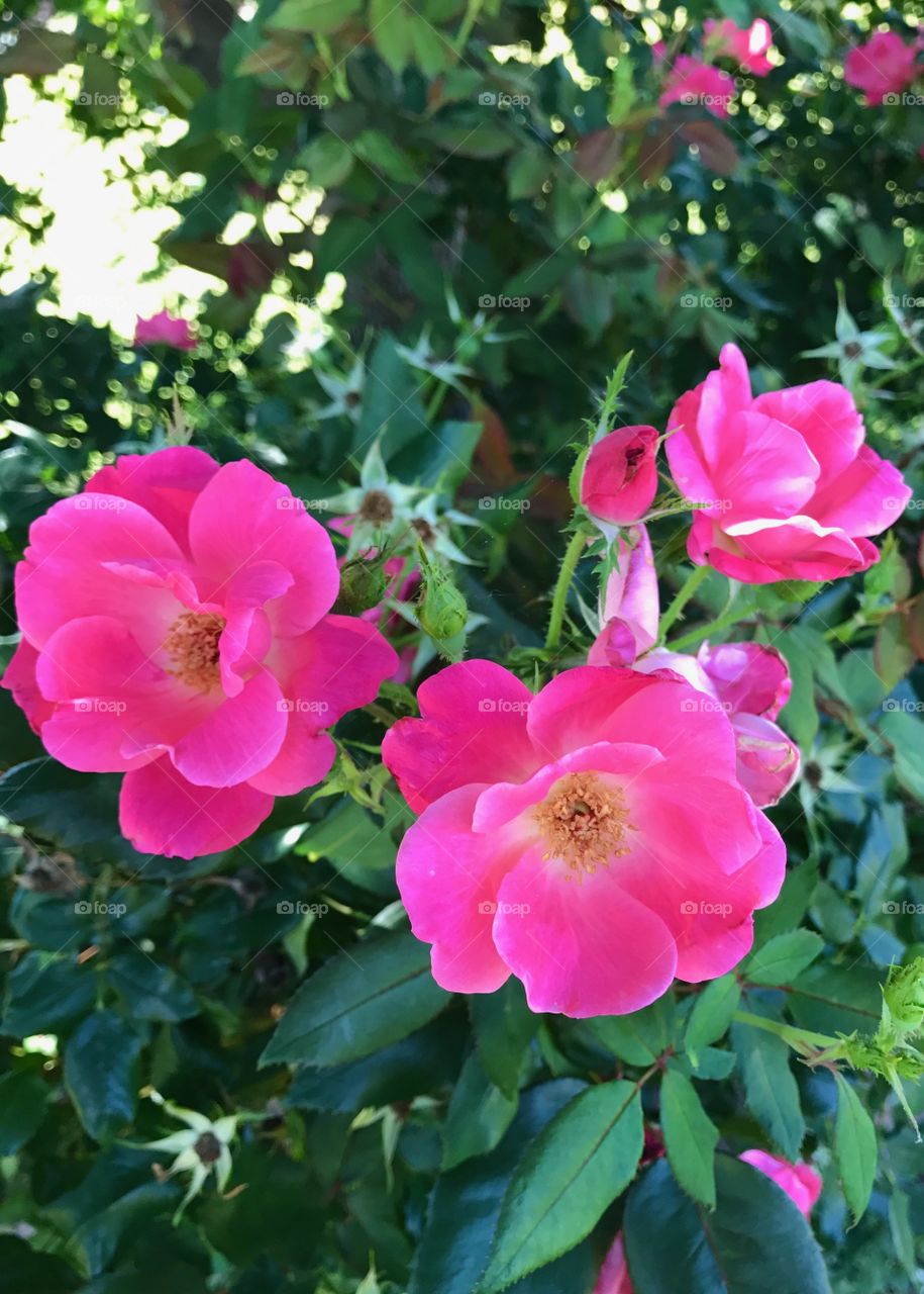 Pink rose bush 