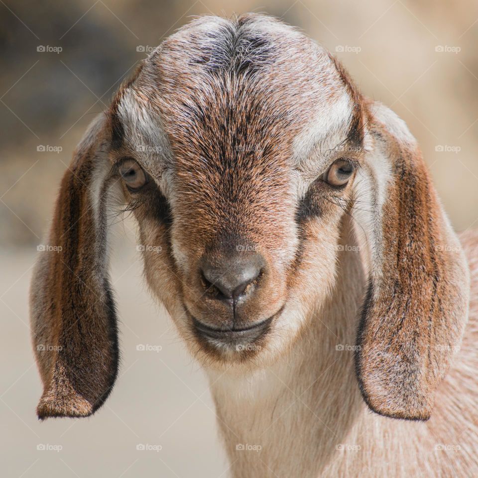 Closeup of a baby goat