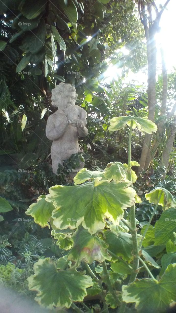 Cherub in Greenhouse