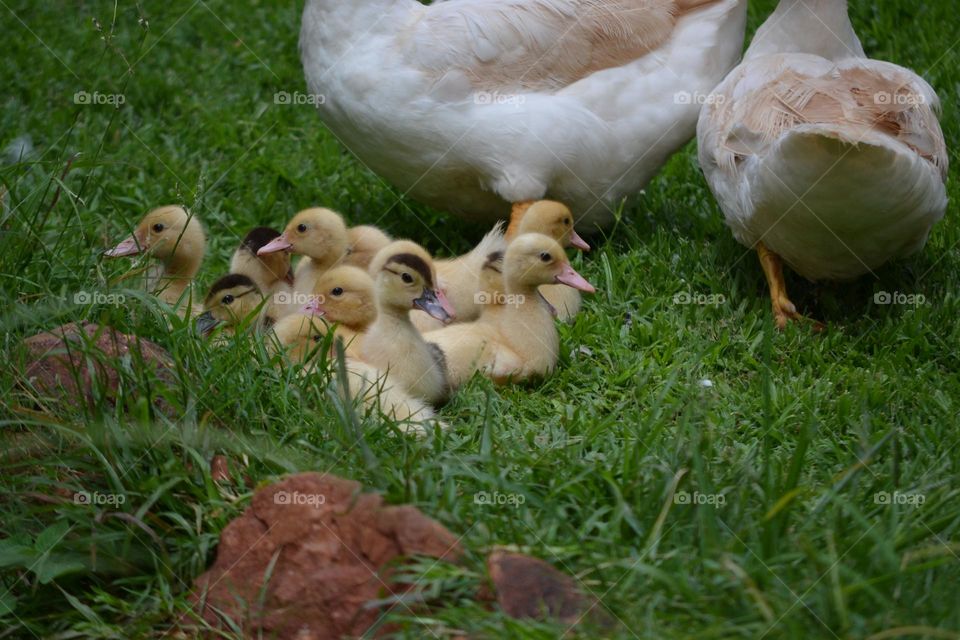 Baby ducklings