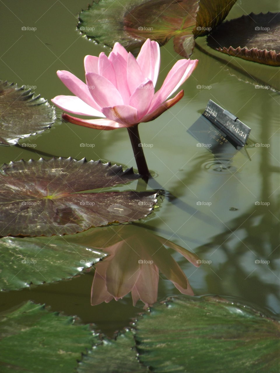 Pink Waterlily