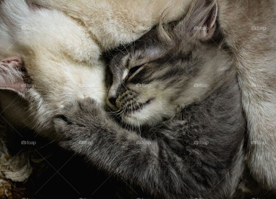 Napping with my Mommy Cat.