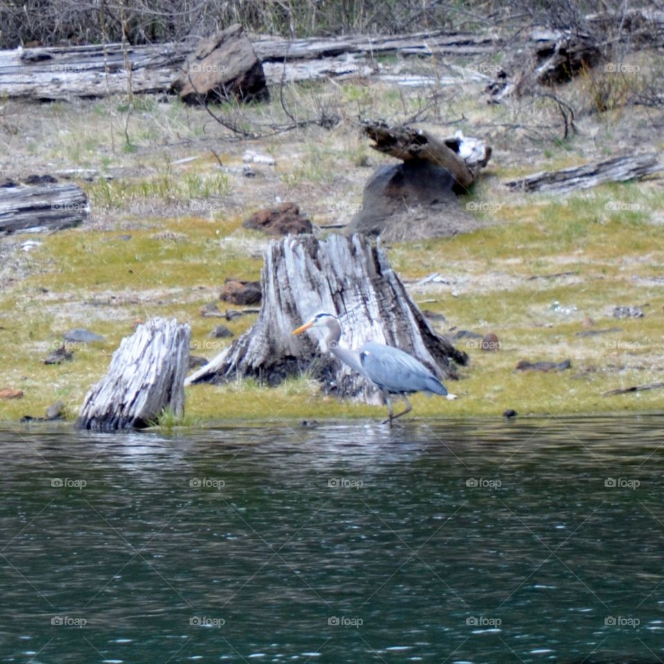 Blue Heron. blue against gray