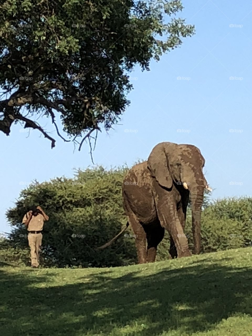 Elephant walking 