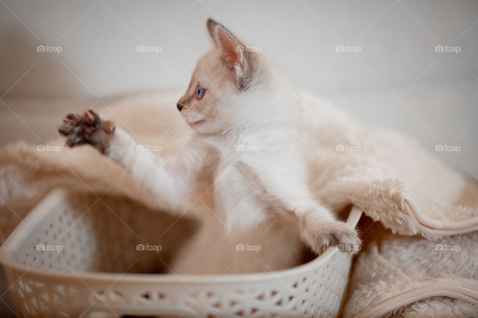 Little Tibet color-point kitten playing 